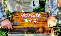 养蜂技术视频,从入门到精通的实用指南